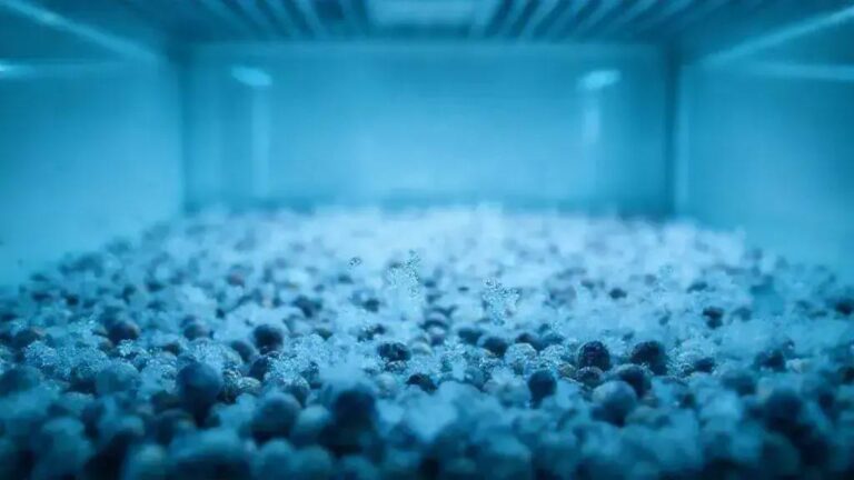 Estratificação fria simulada de Aroeira-preta em geladeira por 30-45 dias