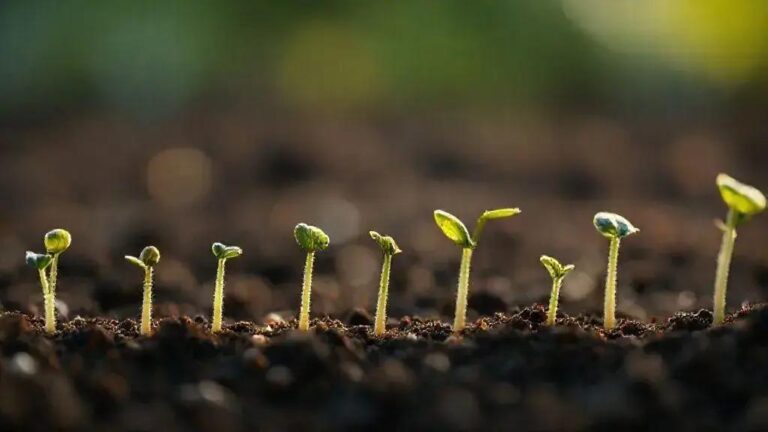 Documentação fotográfica dia-a-dia da germinação para análise de tempo