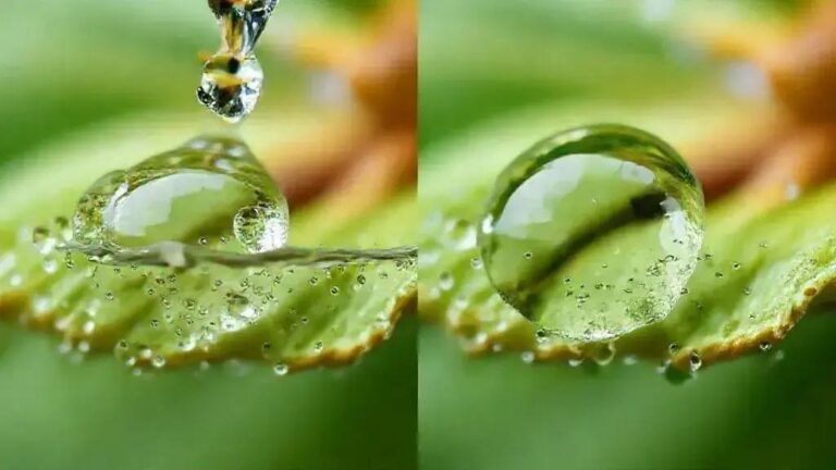 Hidratação com água destilada versus água de chuva para sementes de Pau-d’arco