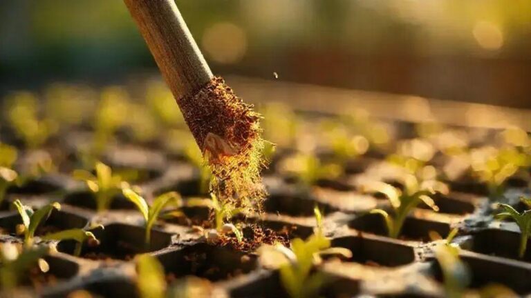 Fungicida natural de canela e alho para prevenir damping-off em germinadores caseiros