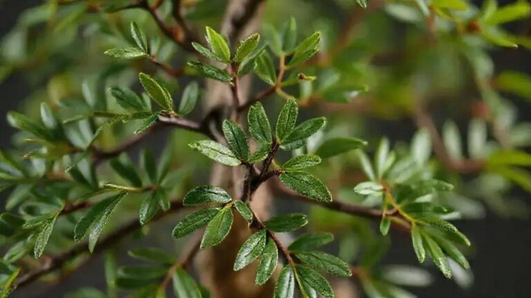 Poda apical seletiva a cada 2-3 pares de folhas para ramificação densa