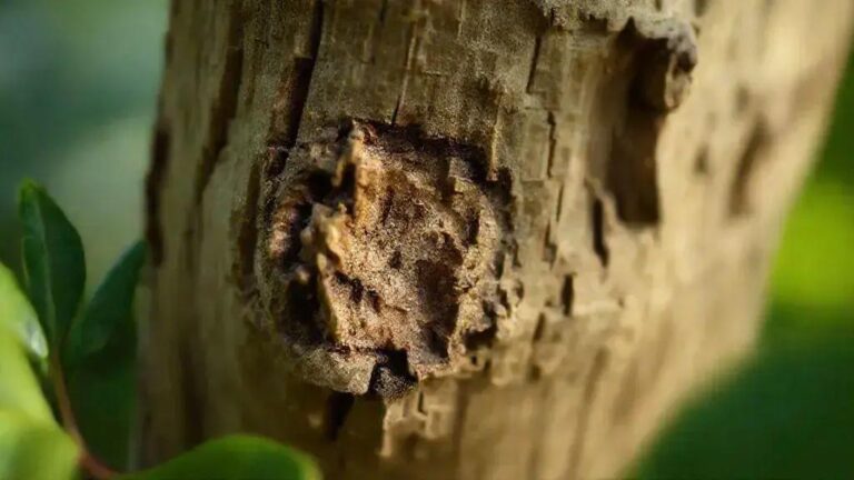 Lignificação acelerada com fotoperiodo de 16 horas versus 14 horas