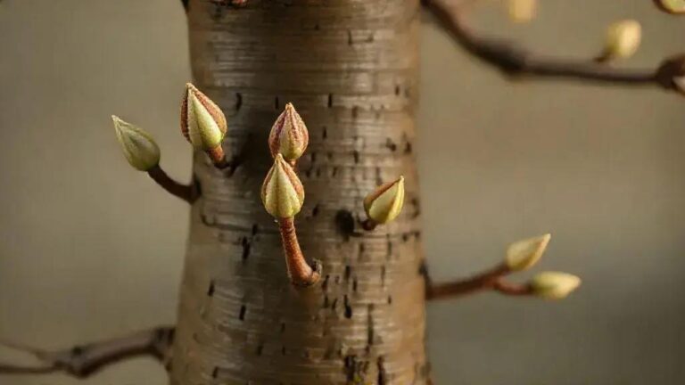 Sincronia de brotação em ambos os lados do tronco após poda