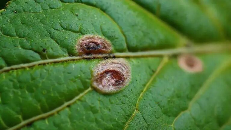 Cicatrização foliar de ferimentos de arame em 4-6 semanas em clima úmido