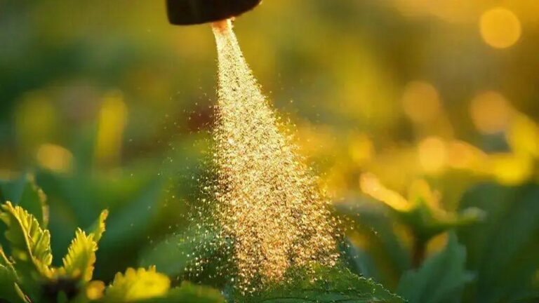 Cálcio e magnésio suplementados em proporção Ca:Mg de 3:1 via pulverização foliar