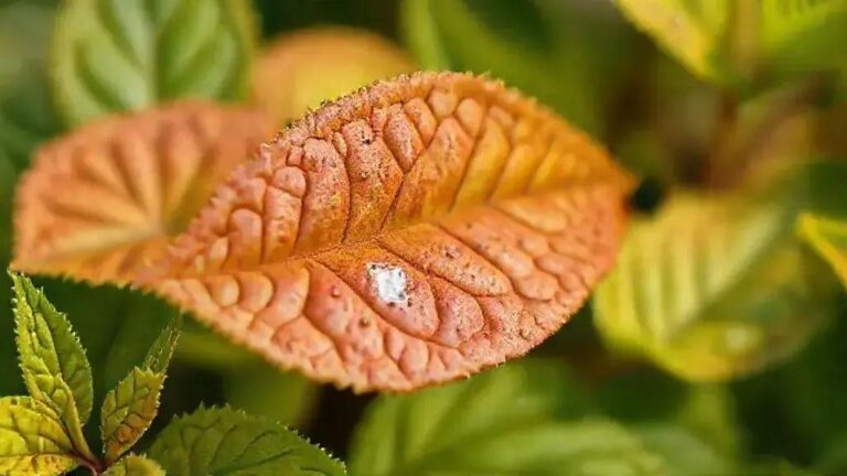 Ferro quelato aplicado mensalmente para prevenir clorose em folhagem jovem