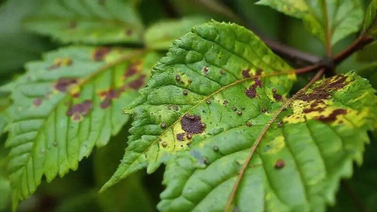 Detecção de antracnose fúngica em clima muito úmido e 3 estratégias preventivas