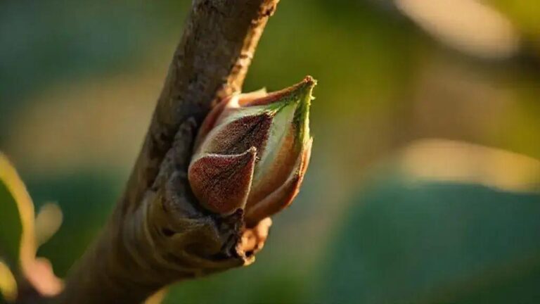 Formação de gema adventícia em madeira velha após poda severa