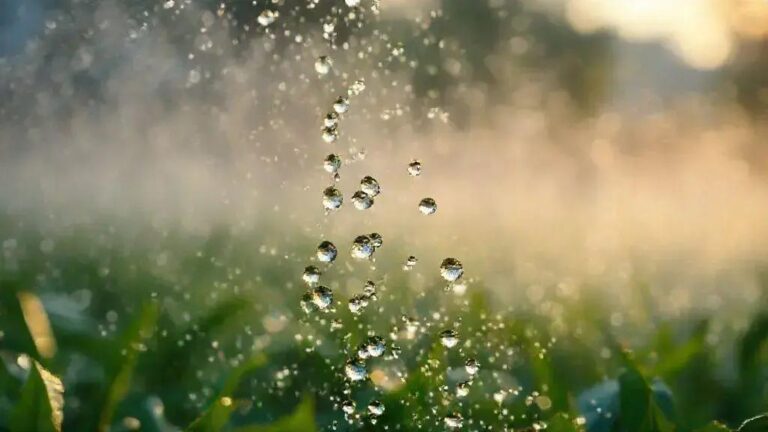 Regime de rega diário em 2 turnos versus rega única matinal