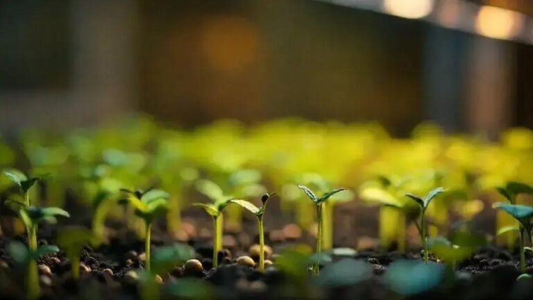 Iluminação indireta com 100-150 lux durante germinação de sementes de Jatobá