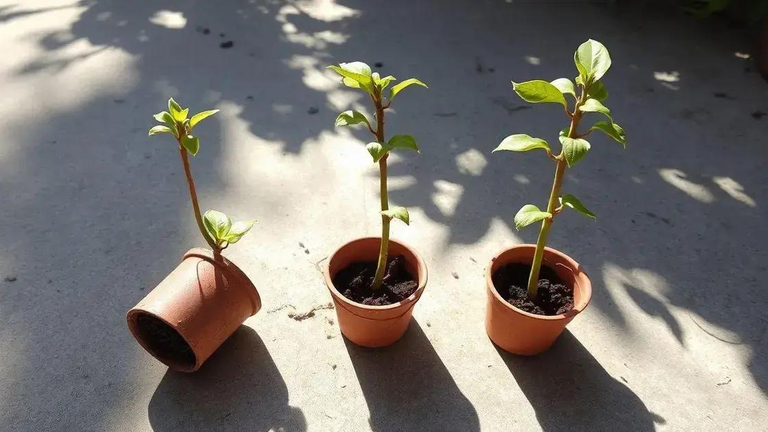 Como evitar falhas no hardening off bonsai aroeira transplante