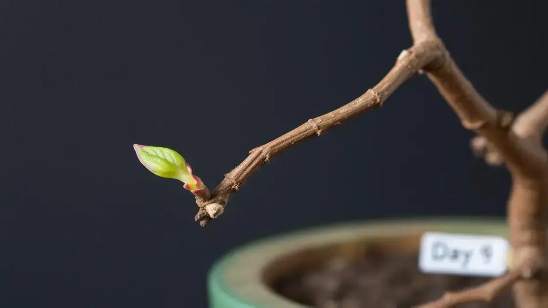  A decisão calculada: Removendo 100% das folhas em abril com tesoura de ponta fina