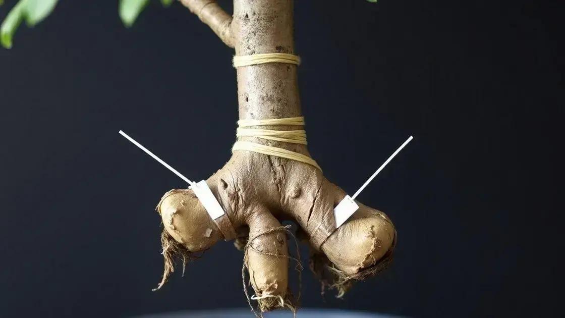  Técnica de bridge grafting na base: Unindo a raiz doadora entre os dois pontos partidos com raffia